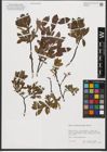 Foto von Salix waldsteiniana Willd.